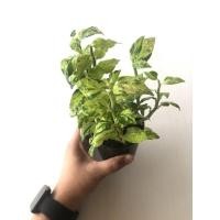 ราคา ต้นกวักเงินกระถาง 3" ต้นไม้มงคลเรียกทรัพย์ (16803772633)