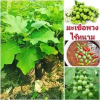 ราคา ต้นมะเขือพันธุ์เจ้าพระยา ดินทุกประเภท (43908068969)