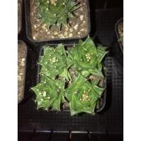 ราคา #กลีบกระทงแคคตัส #กลีบกระทง (10005580508)