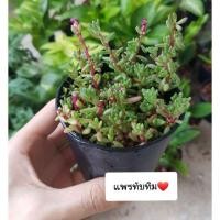 ราคา แพรทับทิม/คุณนายตื่นสายญี่ปุ่น ขนาดกระถาง 3" สั่งขั้นต่ำ 2 ต้นขึ้นไป สามารถคละกับต้นอื่นได้นะคะ (4542176543)