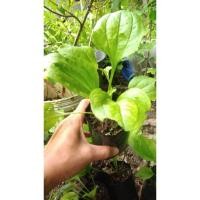 ราคา #หญ้าเอ็นยืด หรือ #ผักกาดน้ำ หมอน้อย ต้นพันธุ์ พร้อมปลูก (4859548145)