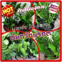 ราคา ต้นกวักมรกต !!SALE พิเศษสุดๆ!! ##(1 ต้น/แพ็ค) ต้นไม้มงคล ต้นไม้เรียกทรัพย์ ต้นไม้ดูดสารพิษ กวักมรกตเรียกทรัพย์ สูง 40-50 (4671793044)