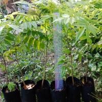 ราคา พยุงไหหลำแท้ 5ต้น แถม1ต้น ราคา100บาท (4237089606)