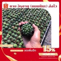 ราคา แคคตัส ราคาถูก อิรุซามุ ไซส์ 2-4 เซนติเมตร ส่งไว แมมปุยหิมะ แมมหนามทุเรียน (9216934953)