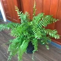 ราคา เฟิร์นสไบนาง ต้นปลูกติดแล้วพร้อมรากแน่นๆ (5539567196)