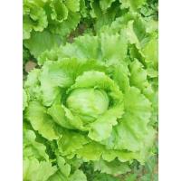 ราคา Iceberg Lettuce 500 เมล็ด เมล็ดพันธุ์ผักกาดหอมไอซ์เบิร์ก - กรอบสดชื่น หัวแน่น ปลูกง่าย (48801638224)