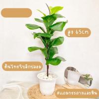 ราคา ต้นไม้ปลอม ต้นไทรใบสัก พร้อมกระถางและหิน ต้นไทรใบสักปลอม ต้นไม้ตกแต่งบ้าน ต้นไม้ประดิษฐ์ (5796997363)