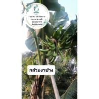 ราคา กล้วยงาช้าง แบบชำหน่อ กระถาง5นิ้ว (25077436641)