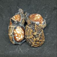 ราคา เปลือกหอย เบี้ยแก้แบบถัก ของสะสม 179 (7843657694)