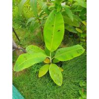 ราคา กล้วยฟลอลิด้าด่างเลือดนก กล้วยพันธุ์หายาก (15878590168)