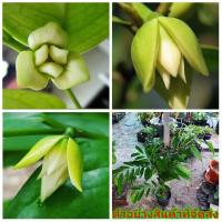 ราคา (ขาย ต้นพันธุ์) ดอก ต้น ปักชำกิ่ง สูง 40-50cm จำปูนแคระ ต้นจำปูนแคระ ดอกจำปูน ต้นจำปูน จำปูน แคระ / ไม้ไทยดอกหอม (13504952781)