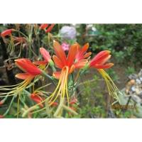 ราคา หัวว่านมหาลาภ Queen lily ว่านกวักนางพญาหงสาวดี ปลูกเสริมศิริมงคล ออกดอกเกิดโชคลาภผลทวีคูณ ค้าขายร่ำรวย ไม้มงคล ไม้ประดับ (16316300836)