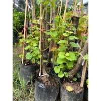 ราคา ต้นองุ่น ไวท์มะละกาผลหวานอร่อย (43204221344)