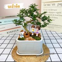 ราคา สวนถาดไม้มงคล บอนไซมะสังดัด กระถางเซรามิกสี่เหลี่ยม 4x5 นิ้ว (27077300063)