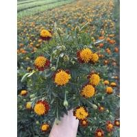 ราคา ต้นดาวเรืองไข่ดาว ขนาดถุงดำ (14748543896)