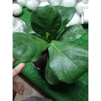 ราคา ไม้มงคลไม้ฟอกอากาศไทรใบสักแคระกระถาง6" (11053038028)