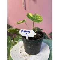 ราคา Colocasia yellow splash ♥️ บอนนาญี่ปุ่น (10831577309)