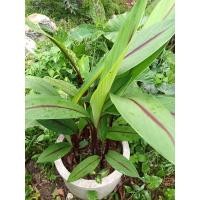 ราคา พญาว่าน ว่านมงคล เสริมโชคลาภ คุ้มครองเจ้าของบ้าน (11118863835)