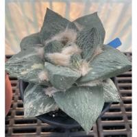 ราคา เมล็ดอริโอคาปัสด่าง Ariocapus seeds (8733019339)