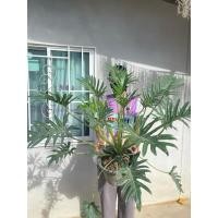 ราคา ฟิโลเดนดรอน ซานาดู กระถาง 11“ (29703017351)