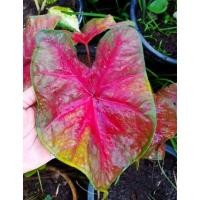 ราคา ลูกเงาะถอดรูปบอนสี(บอนสีสายพันธุ์ไทย) (13837442420)