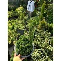 ราคา ต้นสนซิมปากุ อิโตกาวา กระถาง 8 นิ้ว เลือกต้นได้ (24325835721)