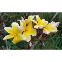 ราคา ต้นลีลาวดีสีเหลือง แอสแทกโกล์ด (20078003733)