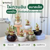 ราคา ไผ่กวนอิม ไม้มงคล พร้อมกระถาง ((รุ่นมีใบ ปลูกในน้ำ)) ขนาดเล็ก 2 นิ้ว ต้นไม้วางบนโต๊ะทำงาน ต้นไม้มงคล (40650290415)