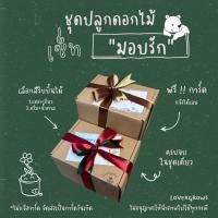 ราคา LXG : ชุดปลูกดอกไม้ เซ็ทมอบรัก (เซ็ทของขวัญ) มีให้เลือกหลายชนิด ของขวัญวันเกิด ของขวัญปีใหม่ ของขวัญปัจฉิม ของชำร่วย (25737686517)