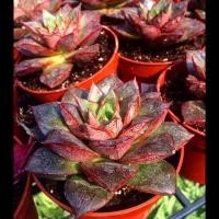 ราคา (ต้นจริง) ไม้อวบน้ำ succulent กุหลาบหิน (1094970215)