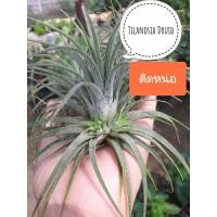 ราคา Tillandsia Druid ทิลแลนเซีย ดรูอิด ติดหน่อ (25213146524)