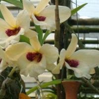 ราคา กล้วยไม้เอื้องผาเวียง จัดเป็นไม้หายากอีกชนิดดอกสวยมีเอกลักษณ์ (21125035751)