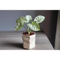 ราคา ต้นออมเงิน ต้นไม้มงคล (5352706272)