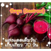 ราคา เมล็ดพันธุ์ บีทรูท (Beetroot) 30 เมล็ด (8974161847)