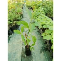 ราคา ต้นพันธุ์ ป่าช้าเหงา หรือ หนานเฉาเหว่ย กิ่งชำพร้อมปลูกในถุงดำ 29บาท (24923723282)