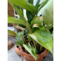 ราคา ว่านดอกทอง รากราคะ ต้นละ49 (11428377057)