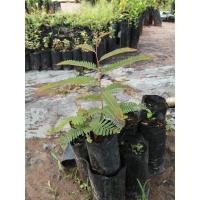 ราคา ต้นมะขามป้อมยักษ์(เพาะเมล็ด) (9559067813)