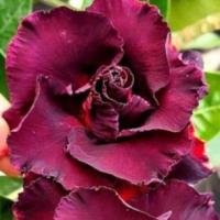 ราคา 4 เมล็ด ชวนชม สายพันธุ์ Rosina สีดำ กุหลาบทะเลทราย Desert Rose Adenium Seeds (21681054181)