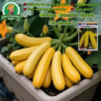 ราคา เมล็ดพันธุ์ ซูกินีเหลือง 10เมล็ด Golden Zucchini Squash Seeds Bottle Gourd Vegetable Seeds เมล็ดพันธุ์ ซูกินี ประมาณ (29142733595)