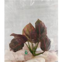 ราคา เนื้อเยื่อต้นคล้านกยูงแดง TC - Calathea Roseopicta (26087138266)