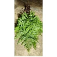 ราคา ต้นเฟิร์นนาคราช ไม้ฟอกอากาศ (40806814067)