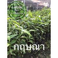 ราคา ต้นกฤษณา กล้ากฤษณา ไม้หอม สกัดน้ำมัน เสียหายเคลมฟรี (5673463351)