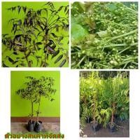 ราคา (1ต้น) (ขาย ต้นพันธุ์) ต้น ดอก สะเดา ต้นสะเดา หวาน มัน ดำ ทวาย นานาพันพันธุ์ไม้ (5470198666)