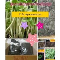 ราคา ชุดเพาะต้นอ่อนทานตะวัน (ชุดมินิ เพาะได้1ครั้ง) ต้นอ่อนทานตะวัน ทานตะวันงอก ทาตตะวัน (2366323497)