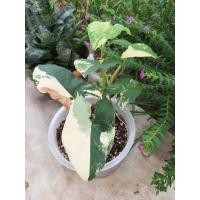 ราคา เงินไหลมาด่างเหลือง ด่างจัดๆลงก้าน ต้นแม่ด่างทุกใบ ไม่เคยหลุดด่าง (11525805693)