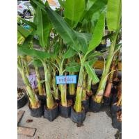 ราคา กล้วย มะลิอ่อง กล้วยน้ำว้ามะลิอ่อง” เป็นกล้วยพันธุ์โบราณ (16520783138)