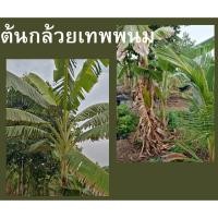 ราคา หน่อกล้วยเทพพนม หน่อละ 200 บาท ปลูกได้ทุกพื้นที่ กล้วยไม่มีขายตลาดทั่วไป (20782444090)