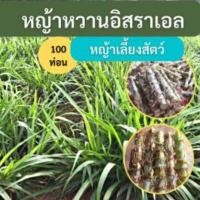 ราคา หญ้าหวานอิสราเอล 100 ท่อน หญ้าสำหรับปลูก หญ้าหวาน หญ้าเลี้ยงสัตว์ หญ้าเลี้ยงวัว หญ้าเลี้ยงแพะ (21671801362)