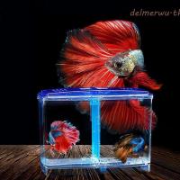 ราคา เดลเมอร์วู ตู้ปลาปลากัดตารางเดียว/คู่ที่มีหญ้าน้ํากล่องแยกปลากัดตารางคู่,กล่องแยกปลากัดพลาสติกใสกล่องแยกพันธุ์ปลาพิพิธภัณฑ์สัตว์น้ํา (29843733867)