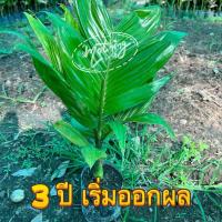 ราคา ต้นกล้าหมากเตี้ยชุด3ต้นจัดส่งทั้งถุงดำ (18870525058)